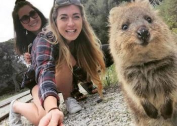 Quokka el animal más feliz del mundo en peligro de extinción