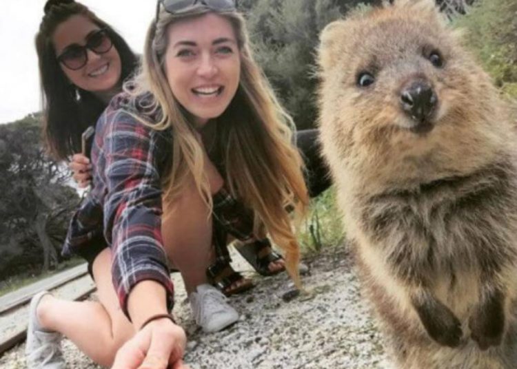 Quokka el animal más feliz del mundo en peligro de extinción
