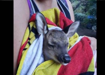Bella salvadoreña y presentadora de noticias rescata un venado en el Cerro Verde