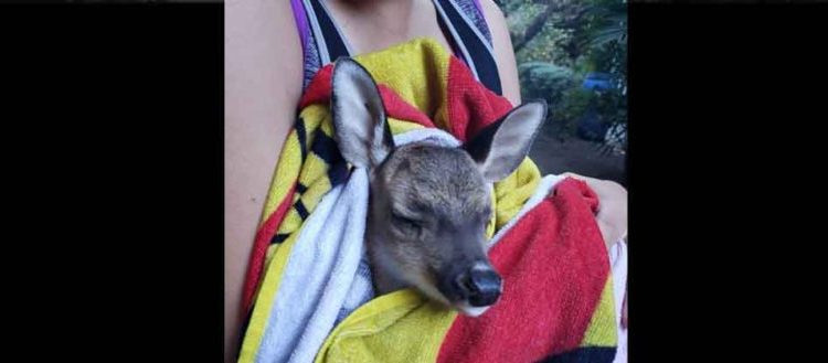 Bella salvadoreña y presentadora de noticias rescata un venado en el Cerro Verde