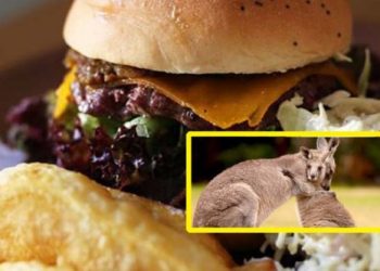 Indignación por restaurante que vende hamburguesas hechas con carne de canguro
