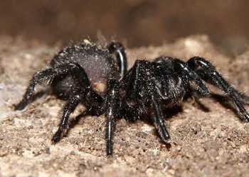 Una araña causa una «picadura carnívora» a una turista en Australia