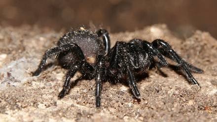 Una araña causa una «picadura carnívora» a una turista en Australia