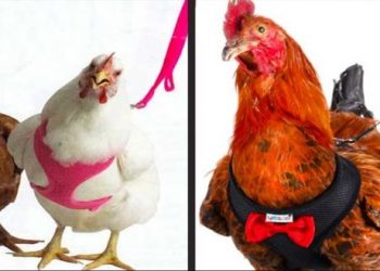 Tienda en línea ofrece arnés para que puedas pasear a tus gallinas