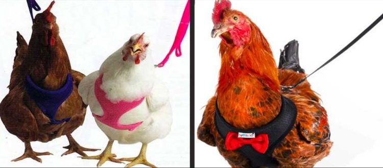 Tienda en línea ofrece arnés para que puedas pasear a tus gallinas