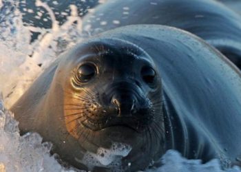 Una foca ‘criticona’ de aspecto humano y fuerte mirada se viraliza en la Red