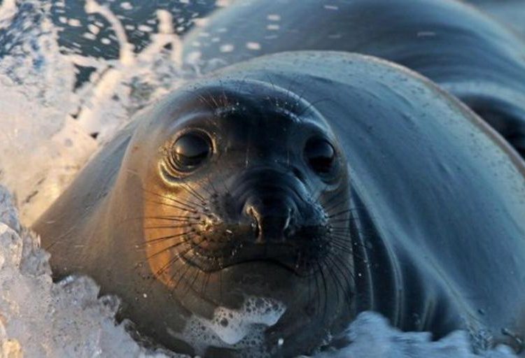 Una foca ‘criticona’ de aspecto humano y fuerte mirada se viraliza en la Red