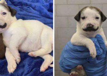 Perrito nace con un hermoso bigote