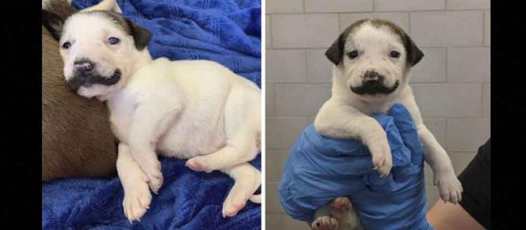 Perrito nace con un hermoso bigote