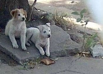 Buscan hogar para pareja de cachorritos abandonados en San Salvador