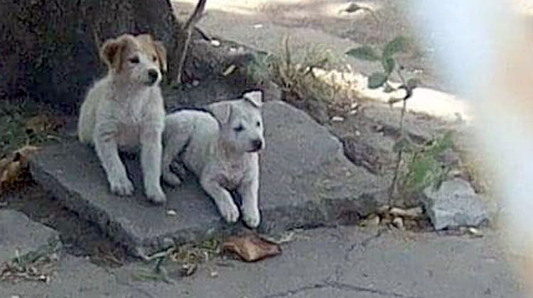 Buscan hogar para pareja de cachorritos abandonados en San Salvador