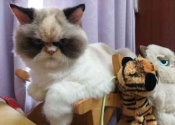 Esta es la gata considerada «la más enojada del mundo», una sensación en las redes sociales