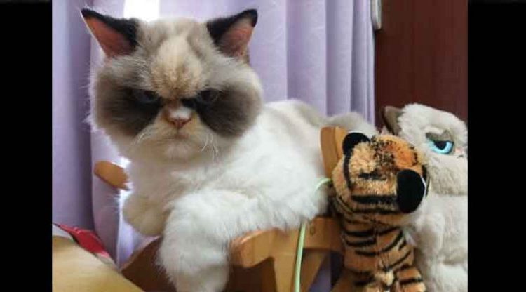 Esta es la gata considerada «la más enojada del mundo», una sensación en las redes sociales