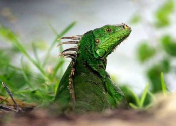 Bajas temperaturas en Florida provoca que las iguanas queden congeladas y caigan de los árboles