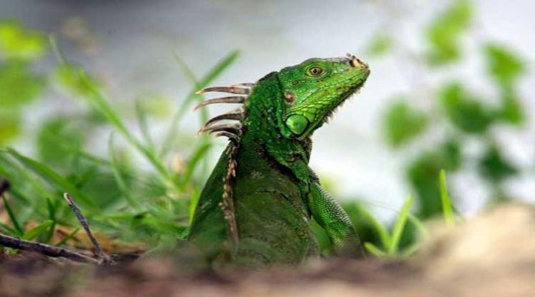 Bajas temperaturas en Florida provoca que las iguanas queden congeladas y caigan de los árboles