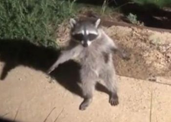 Mapaches fingen ser estatuas cuando los descubren