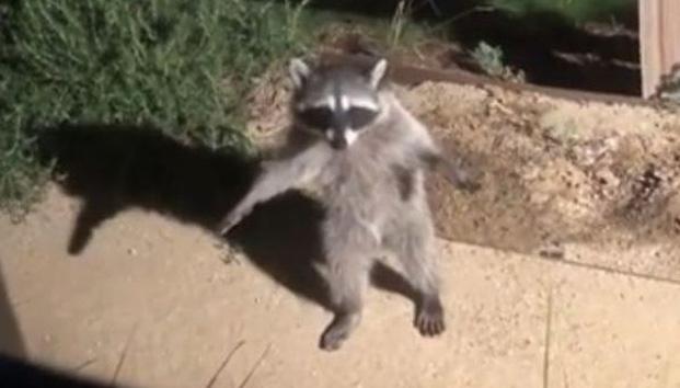 Mapaches fingen ser estatuas cuando los descubren