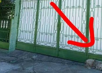 Perrito llora día y noche frente a la puerta de una casa, la familia ya no lo deja entrar