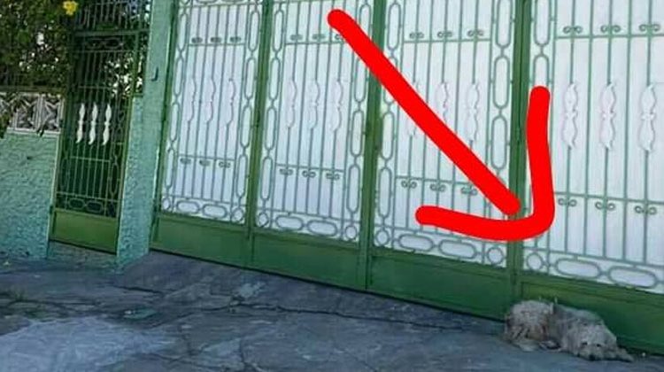 Perrito llora día y noche frente a la puerta de una casa, la familia ya no lo deja entrar
