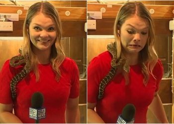 Una serpiente aterroriza a una reportera al morder su micrófono