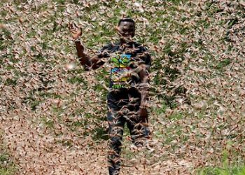 Países africanos y asiáticos declararon emergencias por la plaga de langostas más grande de las últimas décadas