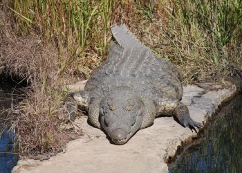 Un leopardo hambriento arrebata dos trozos de carne de las fauces de un cocodrilo