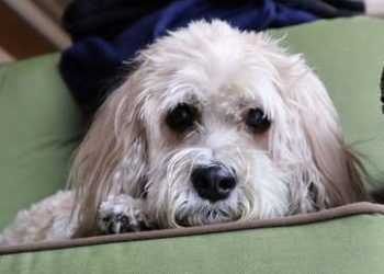 El extraño comportamiento del perro salva a una pareja de la muerte