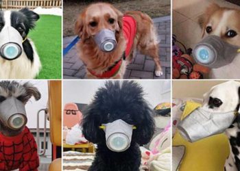 Mascarillas para proteger mascotas del coronavirus ¡son un éxito!