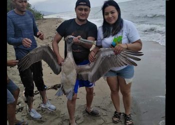 Revelan imágenes y denuncian a jóvenes por maltratar a un pelícano solo para tomarse fotografías