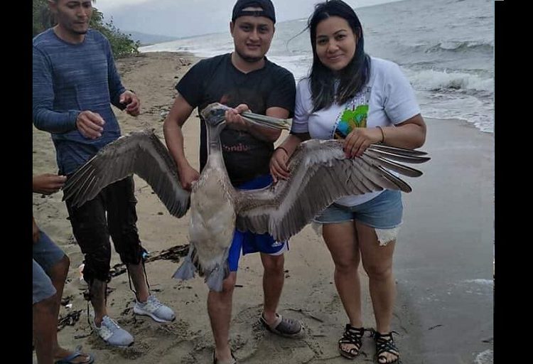 Revelan imágenes y denuncian a jóvenes por maltratar a un pelícano solo para tomarse fotografías
