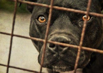 Brutal, pitbull ataca a su dueña y le arranca parte de la cara