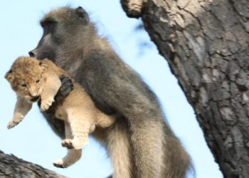 Un babuino roba un cachorro de león, lo acicala en un árbol y crea un momento a lo ‘El rey león’