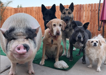 Cerdo fue criado junto a cinco perros y ahora se comporta como uno de ellos
