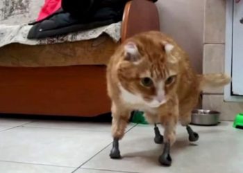 Pequeño gatito recibe prótesis de titanio tras perder las extremidades