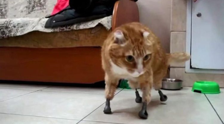 Pequeño gatito recibe prótesis de titanio tras perder las extremidades