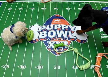 Las mascotas también celebran su “Super Bowl”