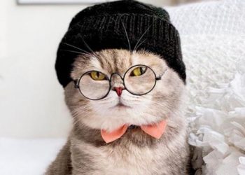Hoy 20 de febrero es el Día Internacional del Gato