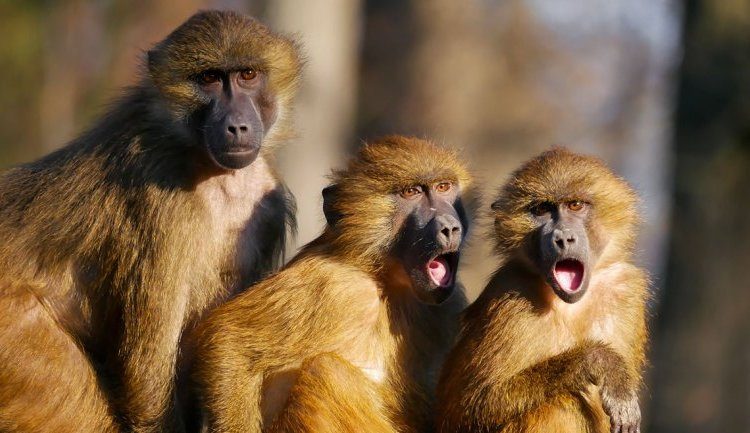 Habitantes de una aldea con inusual idea acabar con los ataques de monos