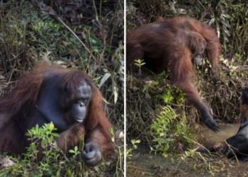 Captan orangután mientras le ofrece a ayuda a un hombre que cayó en un pozo