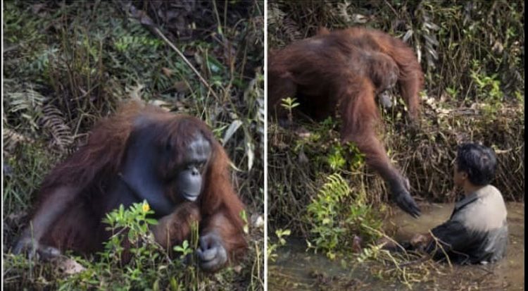 Captan orangután mientras le ofrece a ayuda a un hombre que cayó en un pozo
