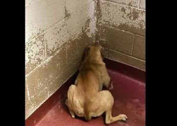 Perrita acostumbrada por años al maltrato en las calles, no supo reaccionar al cariño de su nuevo dueño adoptivo