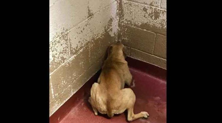Perrita acostumbrada por años al maltrato en las calles, no supo reaccionar al cariño de su nuevo dueño adoptivo