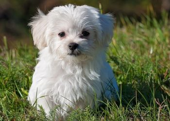 Joven roba un perro de raza para su novia en San Valentín pero es detenido