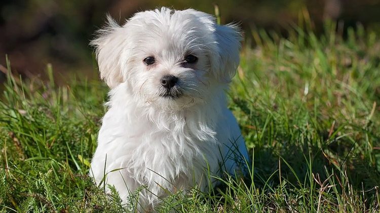 Joven roba un perro de raza para su novia en San Valentín pero es detenido