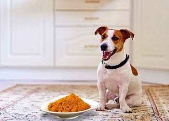 Te contamos cuál es el condimento de la cocina oriental que favorece a los perros