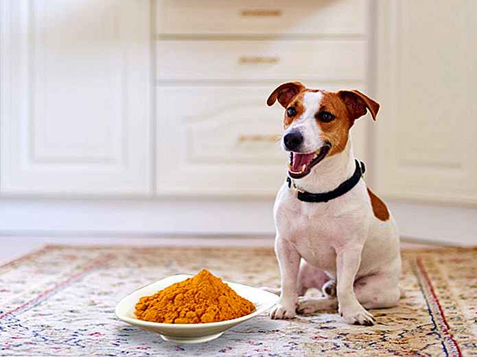 Te contamos cuál es el condimento de la cocina oriental que favorece a los perros