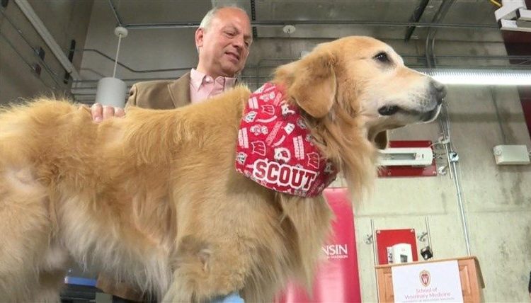 Salvaron a su perro y pagó con un millonario aviso en el Super Bowl