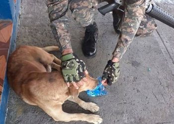 Aplauden gesto de militar salvadoreño que calmó la sed de un perrito callejero