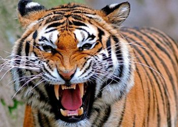 Un hombre finge estar muerto para evitar que tigre se lo coma