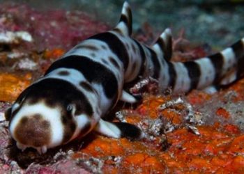 Científicos descubren cuatro especies de ‘tiburones caminantes’
